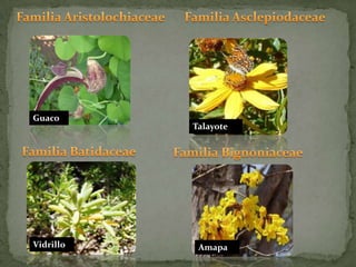 Familia Aristolochiaceae Familia AsclepiodaceaeGuacoTalayoteFamilia BatidaceaeFamilia BignoniaceaeVidrilloAmapa