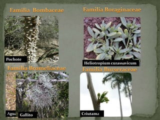 Familia BoraginaceaeFamilia  BombaceaePochoteHeliotropium curassavicumFamilia BromeliaceaeFamilia BurseraceaeAguamaCriutamaGallito