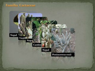 Familia  CactaceaeNopalNopal tortugaViejilloCardónNopalPeniocereus rosii