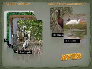 Familia ArdeidaeFamiliaThreskiornithidaeIbis oscuroIbis blancoMartineteGarza nocturnaGarza tres coloresAVESGarza dedos doradosGarzón blancoGarzón gris
