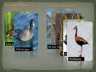 Familia Rallidae	Familia AnatidaeCerceta alas azulesPolla de aguaPato chalcuánCerceta alas verdesPolla de aguaCerceta caféPichihuilaPato cucharón