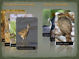 Familia RecurvirostridaeFamilia CathartidaeZopilote comúnAvocetapiquirectaAvoceta	JacanaGavilán menorNumenio americanoGavilán mayor