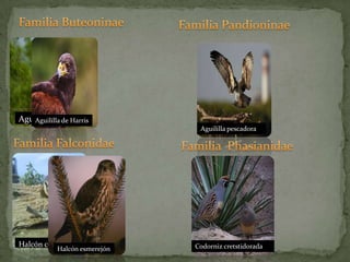 Familia Buteoninae	Familia Pandioninae	Familia FalconidaeFamilia  PhasianidaeAguililla gris	Aguililla de HarrisHalcón cernícaloAguililla pescadoraCodorniz cretstidoradaHalcón esmerejón