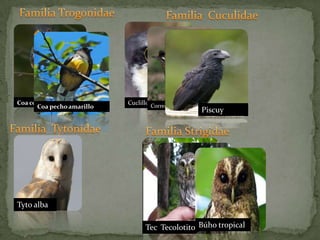 Familia TrogonidaeFamilia  CuculidaeCoa cola cobrizaCoa pecho amarilloCuclillo pecho sucioCorrecaminos mayorPiscuy	Familia  TytonidaeFamilia StrigidaeTyto alba	Tecolotito serranoBúho tropicalTecolotito bajeño
