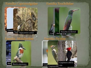 Familia Caprimulgidae	 Familia Trochilidae		Chotacabra halcónChotacabra ZumbónTapacamino pucuyoColibrí latirostroTapacamino cantorAmazilia canelaFamilia  AlcedinidaeAmazilia occidentalFamilia Picidae Colibrí orejiblancoMartín pescador	Carpintero cabeza rojaMartín americanoCarpintero desérticoCarpinterillo mexicano