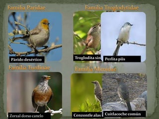 Familia ParidaeFamilia TroglodytidaeTroglodita sinaloensePerlita piisPárido desérticoFamilia TurdinaeFamilia Mimidae Cuitlacoche comúnCenzontle alas blancasZorzal dorso canelo
