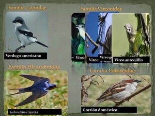 Familia  LaniidaeFamilia VireonidaeVerdugo americanoVireo de bellGorrión domésticoVireo gorrinegro	Vireo mangleroVireo anteojilloFamilia HirundinidaeFamilia PotoceidaeGolondrina tijereta