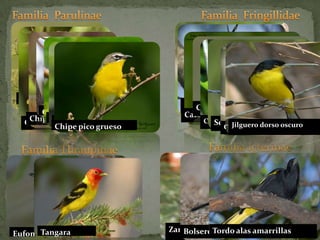 Familia  ParulinaeFamilia  FringillidaeChipe celatoCardenal pardoChipe norteñoChipe gorjiblancoEufonia afínTangara Chipe negro y grisChipe trepadorFamilia IcterinaeFamilia Thraupinae	Pavito migratorioChipe pico gruesoColorín oscuroZanate mexicano	BolseropustuladoTordo alas amarrillasSaltatorgrisáceoCardenal  rojoJilguero dorso oscuro CarpodacodomésticoColorín siete coloresSemillero de collar