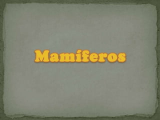 Mamíferos