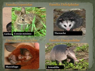 Familia DidelphidaeFamilia Leporidae TlacuacheLiebre tordaConejo mínimoFamilia PteronotydaeFamilia DasypodidaeMurciélagoArmadillo