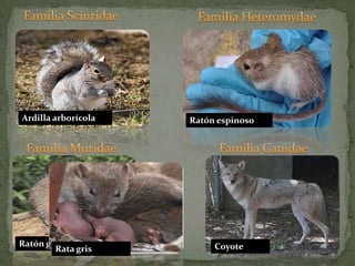 Familia SciuridaeFamilia HeteromydaeArdilla arborícolaRatón espinosoFamilia Muridae Familia Canidae	 Ratón grisCoyote	Rata gris
