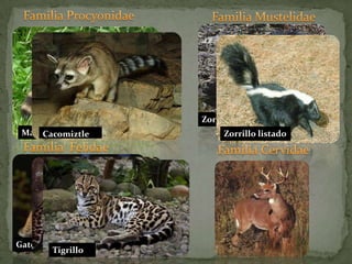 Familia ProcyonidaeFamilia MustelidaeZorrillo encapuchadoZorrillo listadoMapacheFamilia  FelidaeFamilia CervidaeCacomiztleGato cola bonchiOceloteTigrillo