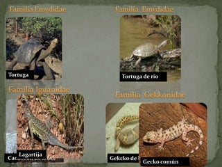 Familia EmydidaeFamilia  EmydidaeTortugaFamilia IguanidaeFamilia  Gekkonidae Cachoron de árbolTortuga de rioLagartijaGekcko de bandasGecko común