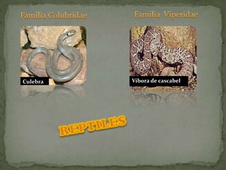 Familia  ViperidaeFamilia ColubridaeVíbora de cascabelCulebraREPTILES