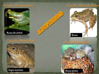 Familia Pelobatidae	Familia MicrohylidaeANFIBIOSRanaRana pintaFamilia BufonidaeFamilia RanidaeRana de árbolSapo marino