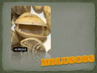 ALMEJASMOLUSCOS