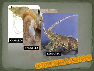 CAMARÓNCANGREJOLANGOSTACRUSTACEOS