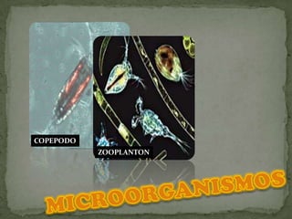 COPEPODOZOOPLANTONMICROORGANISMOS