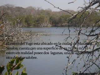 El estero del Yugo esta ubicado en la ciudad de Mazatlán, Sinaloa, cuenta con una superficie de 93,737.89 m². El estero en realidad posee dos  lagunas, una de agua dulce y otra de agua salobre.
