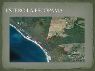 ESTERO LA ESCOPAMA