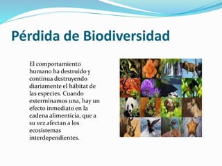 Pérdida de Biodiversidad
El comportamiento
humano ha destruido y
continua destruyendo
diariamente el hábitat de
las especies. Cuando
exterminamos una, hay un
efecto inmediato en la
cadena alimenticia, que a
su vez afectan a los
ecosistemas
interdependientes.
 