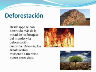 Deforestación
Desde 1990 se han
destruido más de la
mitad de los bosques
del mundo, y la
deforestación
continúa. Además, los
árboles están
muriendo a un ritmo
nunca antes visto.
 