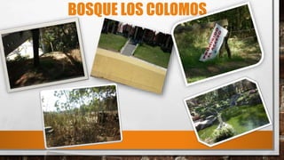 BOSQUE LOS COLOMOS
 