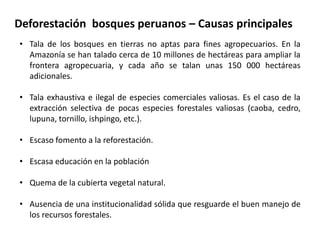 Deforestación bosques peruanos – Causas principales 
• Tala de los bosques en tierras no aptas para fines agropecuarios. En la 
Amazonía se han talado cerca de 10 millones de hectáreas para ampliar la 
frontera agropecuaria, y cada año se talan unas 150 000 hectáreas 
adicionales. 
• Tala exhaustiva e ilegal de especies comerciales valiosas. Es el caso de la 
extracción selectiva de pocas especies forestales valiosas (caoba, cedro, 
lupuna, tornillo, ishpingo, etc.). 
• Escaso fomento a la reforestación. 
• Escasa educación en la población 
• Quema de la cubierta vegetal natural. 
• Ausencia de una institucionalidad sólida que resguarde el buen manejo de 
los recursos forestales. 
 