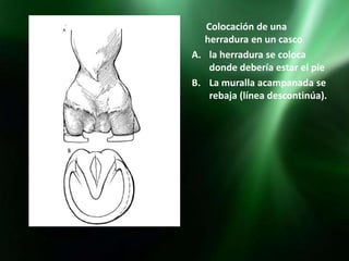 Colocación de una
  herradura en un casco
A. la herradura se coloca
    donde debería estar el pie
B. La muralla acampanada se
    rebaja (línea descontinúa).
 