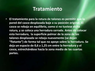 Tratamiento
• El tratamiento para la rotura de talones es permitir que la
  pared del casco desplazada baje a su posición original. El
  casco se rebaja en equilibrio, como si no tuviese dicha
  rotura, y se coloca una herradura cerrada. Antes de colocar
  esta herradura, la superficie palmar de la zona de los
  talones desplazada se rebaja nuevamente (se dejan
  “flotante”) de forma tal que no apoye sobre la herradura. Se
  deja un espacio de 0,6 a 1,25 cm entre la herradura y el
  casco, estrechándose hacia la zona media de las cuartas
  partes.
 