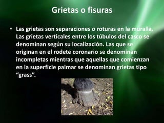 Grietas o fisuras
• Las grietas son separaciones o roturas en la muralla.
  Las grietas verticales entre los túbulos del casco se
  denominan según su localización. Las que se
  originan en el rodete coronario se denominan
  incompletas mientras que aquellas que comienzan
  en la superficie palmar se denominan grietas tipo
  “grass”.
 