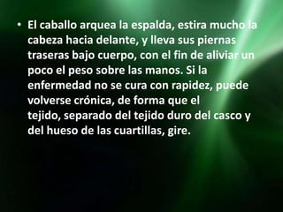 • El caballo arquea la espalda, estira mucho la
  cabeza hacia delante, y lleva sus piernas
  traseras bajo cuerpo, con el fin de aliviar un
  poco el peso sobre las manos. Si la
  enfermedad no se cura con rapidez, puede
  volverse crónica, de forma que el
  tejido, separado del tejido duro del casco y
  del hueso de las cuartillas, gire.
 