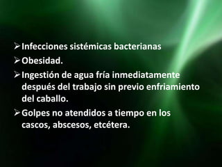 Infecciones sistémicas bacterianas
Obesidad.
Ingestión de agua fría inmediatamente
 después del trabajo sin previo enfriamiento
 del caballo.
Golpes no atendidos a tiempo en los
 cascos, abscesos, etcétera.
 