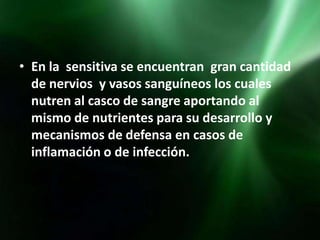 • En la sensitiva se encuentran gran cantidad
  de nervios y vasos sanguíneos los cuales
  nutren al casco de sangre aportando al
  mismo de nutrientes para su desarrollo y
  mecanismos de defensa en casos de
  inflamación o de infección.
 