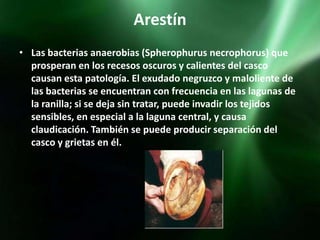 Arestín
• Las bacterias anaerobias (Spherophurus necrophorus) que
  prosperan en los recesos oscuros y calientes del casco
  causan esta patología. El exudado negruzco y maloliente de
  las bacterias se encuentran con frecuencia en las lagunas de
  la ranilla; si se deja sin tratar, puede invadir los tejidos
  sensibles, en especial a la laguna central, y causa
  claudicación. También se puede producir separación del
  casco y grietas en él.
 