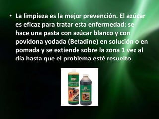 • La limpieza es la mejor prevención. El azúcar
  es eficaz para tratar esta enfermedad: se
  hace una pasta con azúcar blanco y con
  povidona yodada (Betadine) en solución o en
  pomada y se extiende sobre la zona 1 vez al
  día hasta que el problema esté resuelto.
 