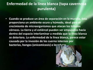 Enfermedad de la línea blanca (tapa cavernosa
                 purulenta)

• Cuando se produce un área de separación en la muralla, ésta
  proporciona un ambiente ocuro y húmedo, ideal para el
  crecimiento de microorganismos que atacan los túbulos
  córneos. La tierra y el estiércol pueden ser empujados hacia
  dentro del espacio interlaminar a medida que la línea blanca
  se deteriora. La enfermedad de la línea blanca, parece estar
  causada por la invasión de los cuerno internos por
  bacterias, hongos (onicomicosis) o levaduras.
 