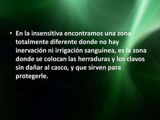 • En la insensitiva encontramos una zona
  totalmente diferente donde no hay
  inervación ni irrigación sanguínea, es la zona
  donde se colocan las herraduras y los clavos
  sin dañar al casco, y que sirven para
  protegerle.
 