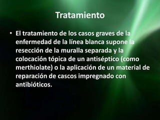 Tratamiento
• El tratamiento de los casos graves de la
  enfermedad de la línea blanca supone la
  resección de la muralla separada y la
  colocación tópica de un antiséptico (como
  merthiolate) o la aplicación de un material de
  reparación de cascos impregnado con
  antibióticos.
 