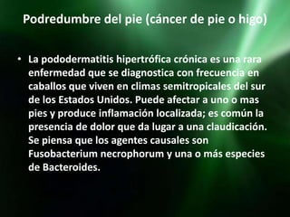 Podredumbre del pie (cáncer de pie o higo)

• La pododermatitis hipertrófica crónica es una rara
  enfermedad que se diagnostica con frecuencia en
  caballos que viven en climas semitropicales del sur
  de los Estados Unidos. Puede afectar a uno o mas
  pies y produce inflamación localizada; es común la
  presencia de dolor que da lugar a una claudicación.
  Se piensa que los agentes causales son
  Fusobacterium necrophorum y una o más especies
  de Bacteroides.
 