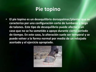 Pie topino
• El pie topino es un desequilibrio dorsopalmar/plantar que se
  caracteriza por una configuración corto de lumbares y largo
  de talones. Este tipo de desequilibrio puede afectar a un
  caso que no se ha sometido a apoyo durante cierto periodo
  de tiempo. En este caso, la alteración suele ser temporal y se
  puede volver a la forma normal por medio de un rebajado
  acertado y el ejercicio apropiado.
 