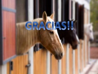 Problemas de cascos en caballos