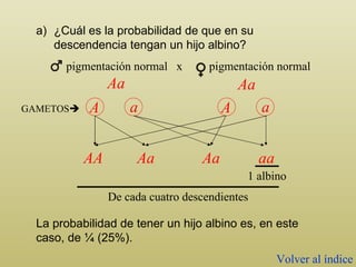 ¿Cuál es la probabilidad de que en su descendencia tengan un hijo albino? La probabilidad de tener un hijo albino es, en este caso, de ¼ (25%). Aa Aa AA Aa Aa aa 1 albino De cada cuatro descendientes GAMETOS  Volver al índice pigmentación normal  x  pigmentación normal A a A a 