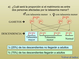 con talasemia menor  x  con talasemia menor  ¿Cuál será la proporción si el matrimonio es entre dos personas afectadas por la talasemia menor? ¾ (75%) de los descendientes llegarán a adultos T M T N GAMETOS   DESCENDENCIA   T M T N Talasemia menor Normal T M T N T M T N T M T M T N T N Talasemia mayor ¼ (25%) de los descendientes no llegarán a adultos Volver al índice T M T N T M T N 