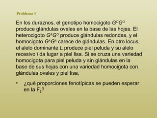 Problema 4 En los duraznos, el genotipo homocigoto  G O G O  produce glándulas ovales en la base de las hojas. El heterocigoto  G A G O  produce glándulas redondas, y el homocigoto  G A G A  carece de glándulas. En otro locus, el alelo dominante  L  produce piel peluda y su alelo recesivo  l  da lugar a piel lisa. Si se cruza una variedad homocigota para piel peluda y sin glándulas en la base de sus hojas con una variedad homocigota con glándulas ovales y piel lisa,  ¿qué proporciones fenotípicas se pueden esperar en la F 2 ? 