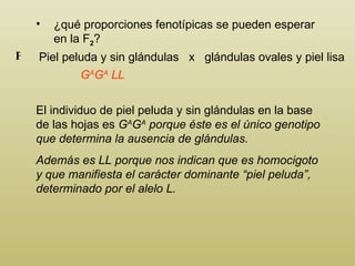 ¿qué proporciones fenotípicas se pueden esperar en la F 2 ? P iel peluda y sin glándulas   x  glándulas ovales y piel lisa P G A G A  LL El individuo de piel peluda y sin glándulas en la base de las hojas es  G A G A  porque éste es el único genotipo que determina la ausencia de glándulas. Además es LL porque nos indican que es homocigoto y que manifiesta el carácter dominante “piel peluda”, determinado por el alelo L.  