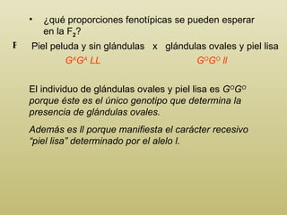 ¿qué proporciones fenotípicas se pueden esperar en la F 2 ? P iel peluda y sin glándulas   x  glándulas ovales y piel lisa P G A G A  LL El individuo de glándulas ovales y piel lisa es  G O G O  porque éste es el único genotipo que determina la presencia de glándulas ovales. Además es ll porque manifiesta el carácter recesivo “piel lisa” determinado por el alelo l.  G O G O  ll 