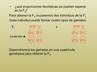 ¿qué proporciones fenotípicas se pueden esperar en la F 2 ? GAMETOS   F 1 Para obtener la F 2  cruzaremos dos individuos de la F 1 G A G O  Ll G A G O  Ll Cada individuo puede formar cuatro tipos de gametos Dispondremos los gametos en una cuadrícula genotípica para obtener la F 2  . x G A L G A l G O L G O l G A L G A l G O L G O l 
