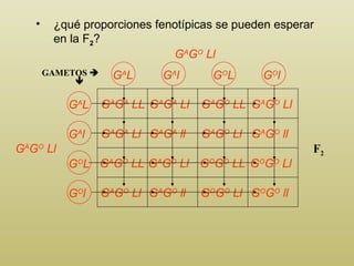 ¿qué proporciones fenotípicas se pueden esperar en la F 2 ? GAMETOS    G A G A  LL G A G O  Ll G A G O  Ll F 2 G A G A  Ll G A G O  LL G A G O  Ll G A G A  Ll G A G A  ll G A G O  Ll G A G O  ll G A G O  LL G A G O  Ll G O G O  LL G O G O  Ll G A G O  Ll G A G O  ll G O G O  Ll G O G O  ll G A L G A l G O L G O l G A L G A l G O L G O l 