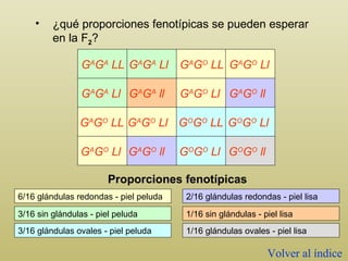 ¿qué proporciones fenotípicas se pueden esperar en la F 2 ? 6/16 glándulas redondas - piel peluda 3/16 sin glándulas - piel peluda 3/16 glándulas ovales - piel peluda 2/16 glándulas redondas - piel lisa 1/16 sin glándulas - piel lisa 1/16 glándulas ovales - piel lisa Proporciones fenotípicas Volver al índice G A G A  LL G A G A  Ll G A G O  LL G A G O  Ll G A G A  Ll G A G A  ll G A G O  Ll G A G O  ll G A G O  LL G A G O  Ll G O G O  LL G O G O  Ll G A G O  Ll G A G O  ll G O G O  Ll G O G O  ll 